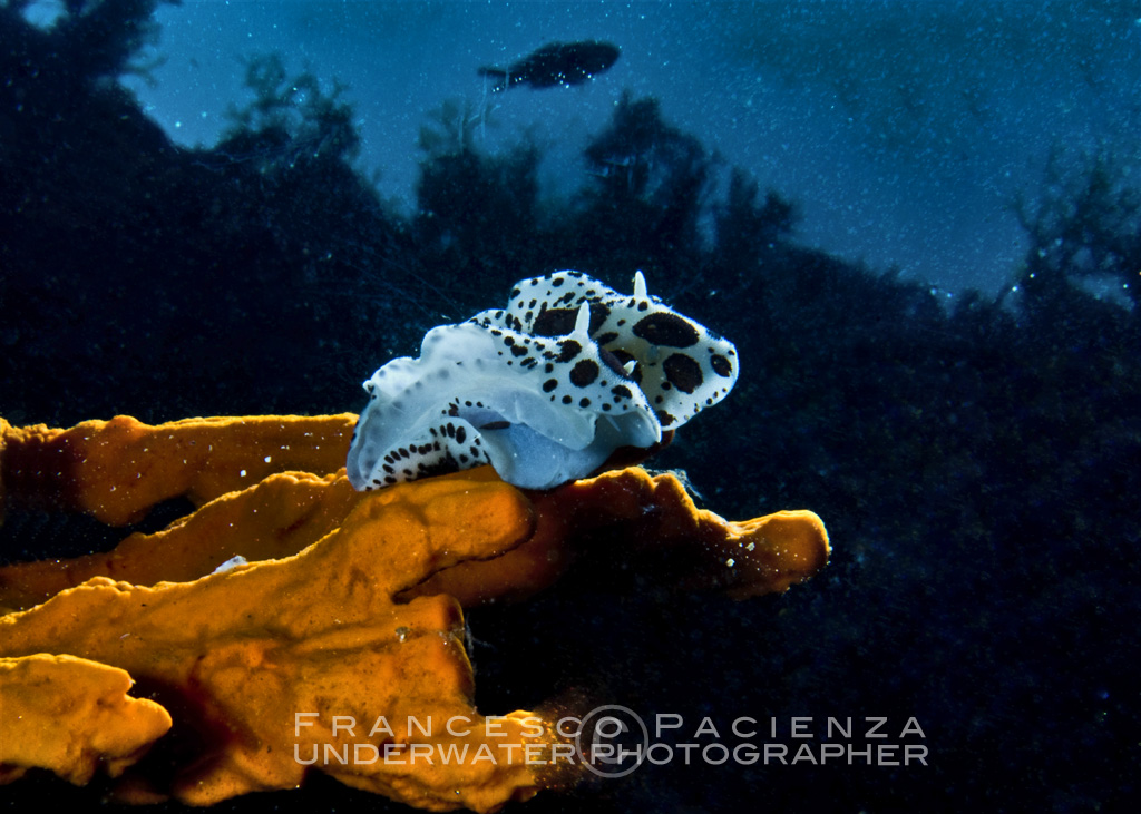 vacchetta di mare su spugna