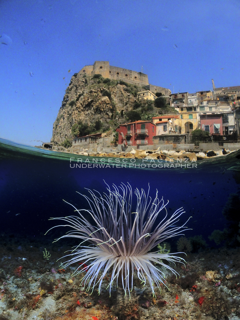 Scilla aboce&below 2947