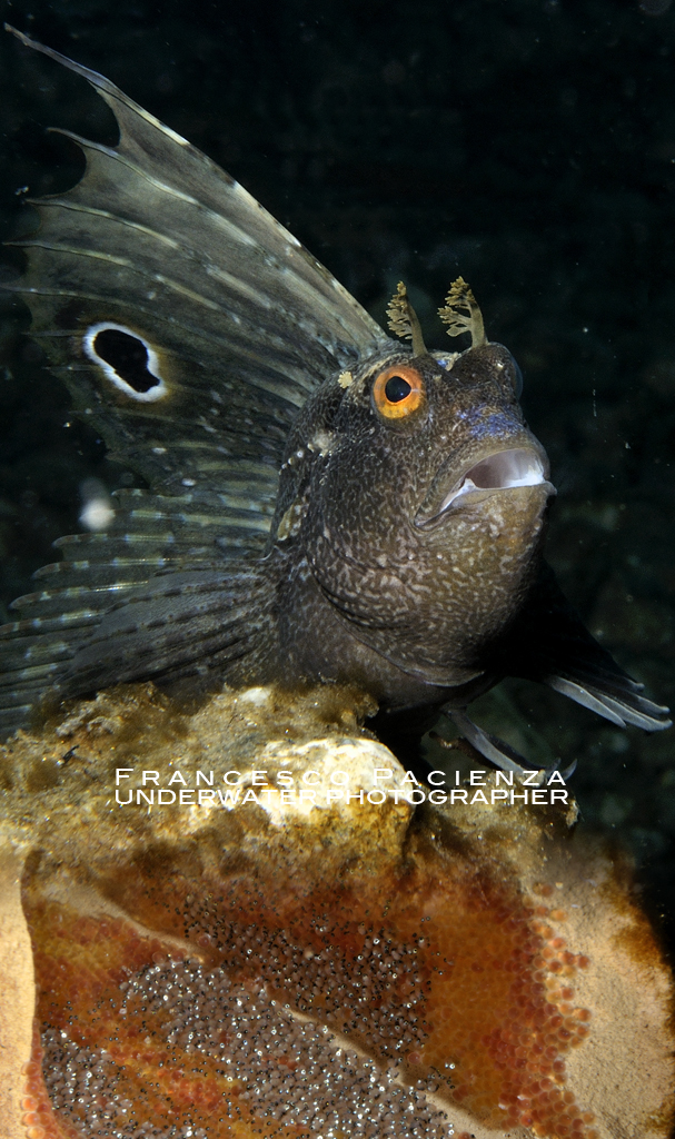 Butterflyfish with eggs 5739